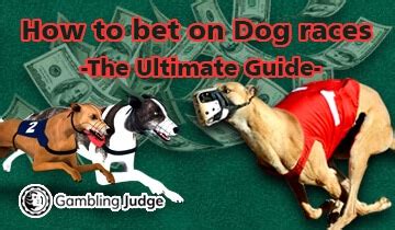 how to bet on dog racing strategy|Learn How to Bet on Dog Races Like a Pro: Tips and Strategies.